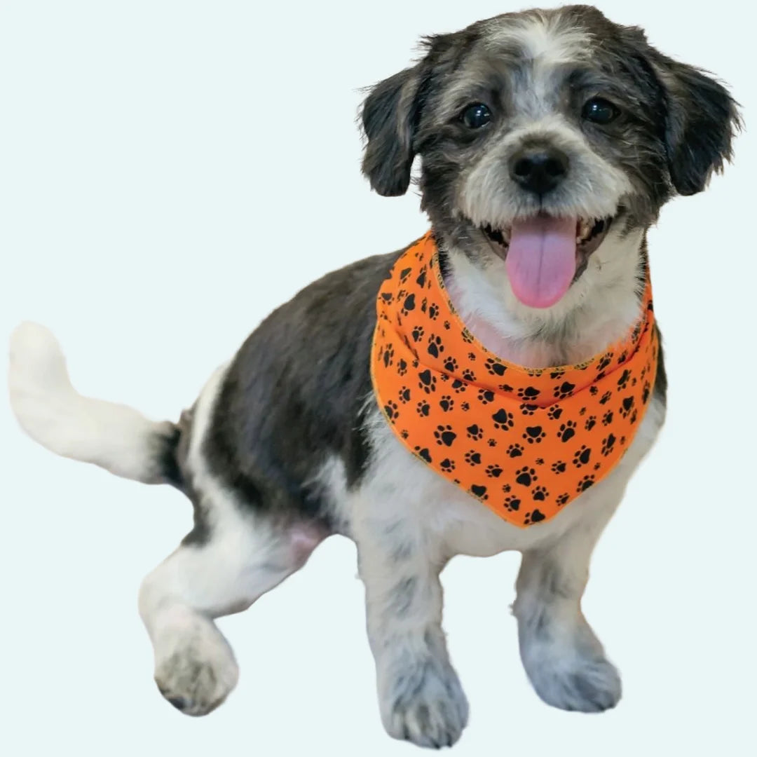 Fall & Thanksgiving Bandanas - 60 Assorted Sizes and Patterns by Bandanas Unlimited