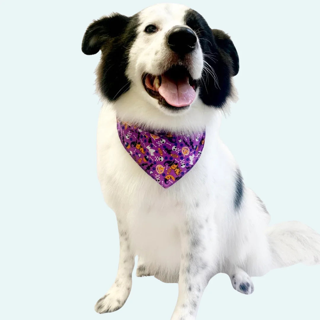 Halloween Bandanas - 60 Assorted Sizes and Patterns by Bandanas Unlimited