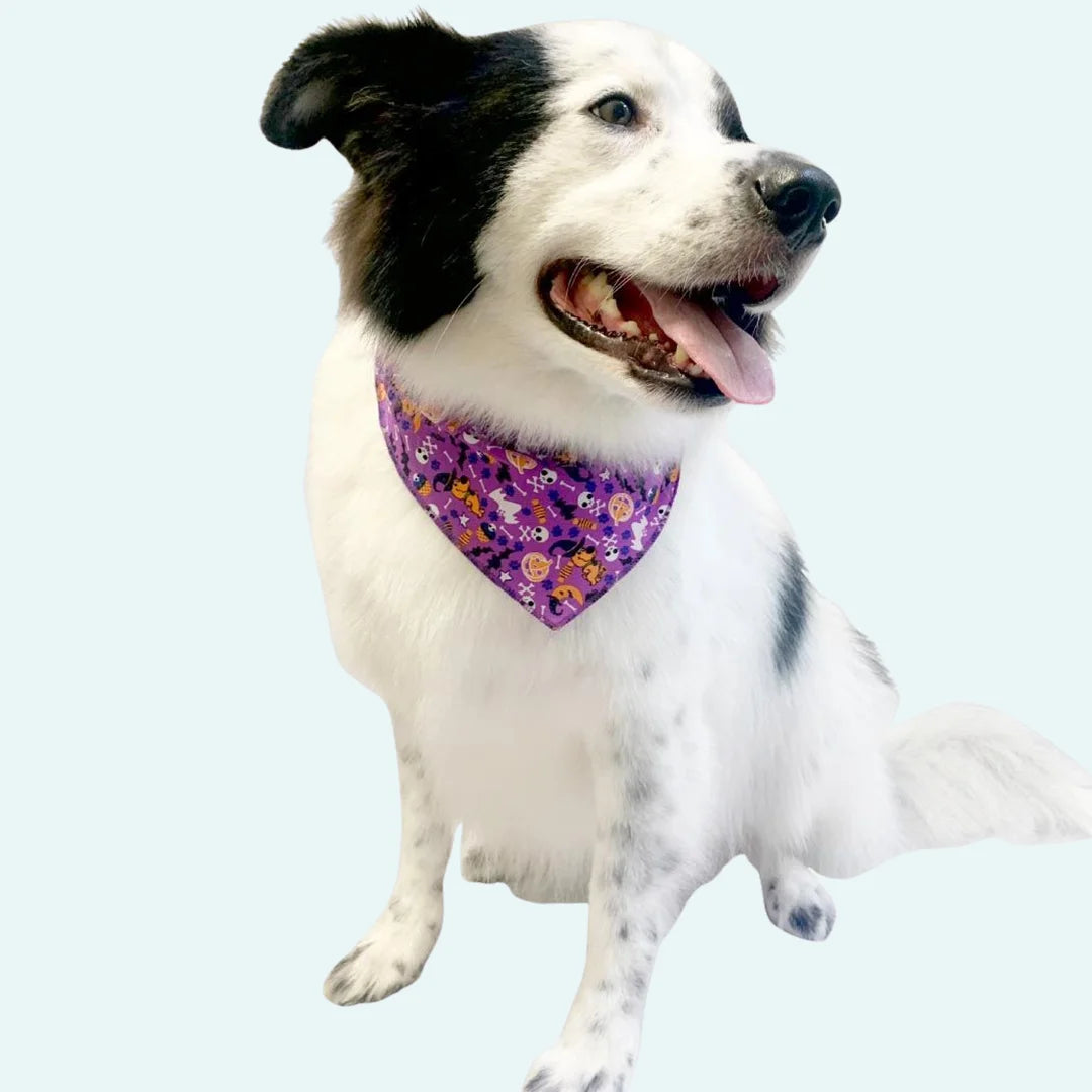 Halloween Bandanas - 60 Assorted Sizes and Patterns by Bandanas Unlimited