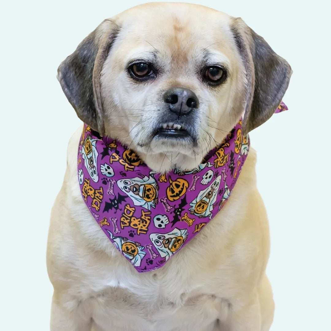 Halloween Bandanas - 60 Assorted Sizes and Patterns by Bandanas Unlimited