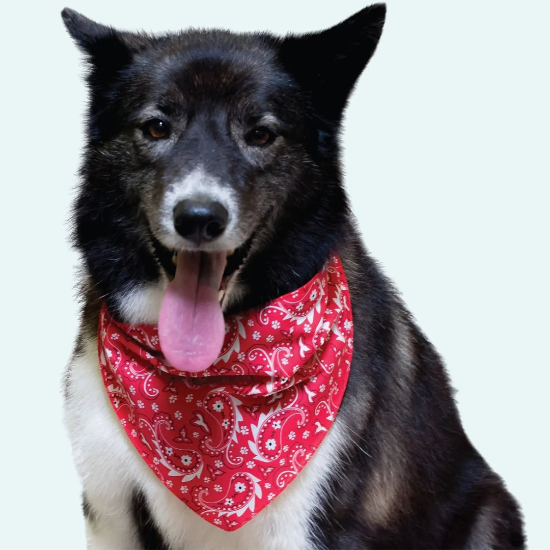 Paisley Bandanas - 60 Assorted Sizes and Patterns by Bandanas Unlimited