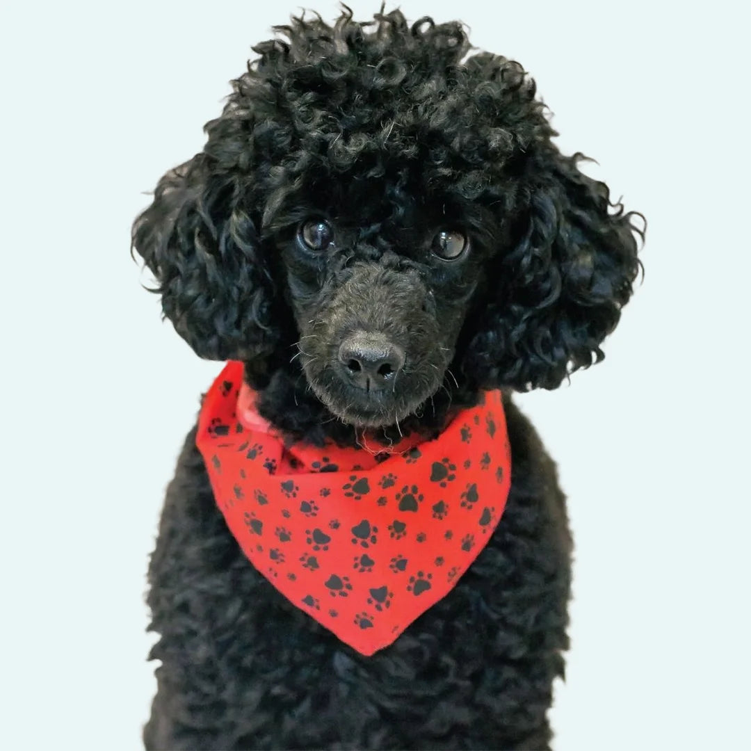 Paws & Bones Bandanas - 60 Assorted Sizes and Patterns by Bandanas Unlimited