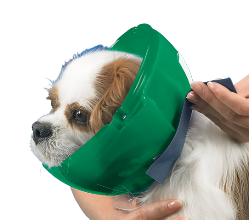 Cat and Small Dog E-collar and Muzzle